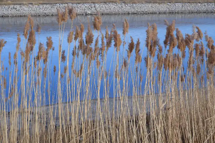 Tall dry reeds with brown seed heads in front of a calm blue water body and rocky shoreline.